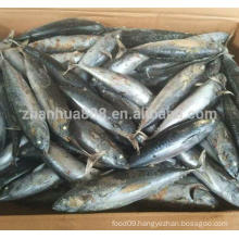 frozen fish bonito tuna whole round